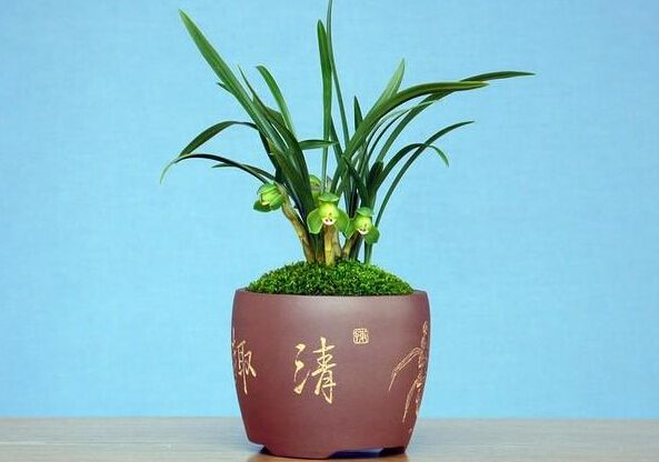 无锡盆花浇水的进阶技能，你知道多少？