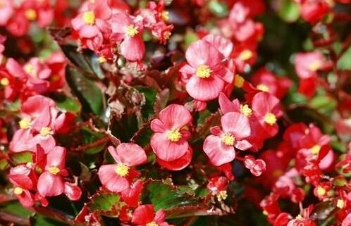 无锡买回来的花老是养不活？看看下面的方法吧