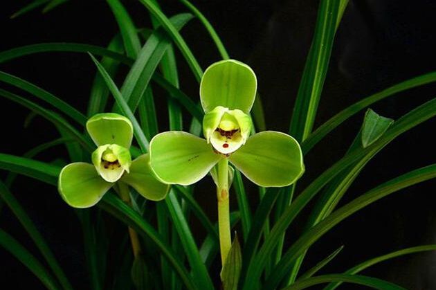 无锡家居生活中根据污染状况，选择不同植物净化环境