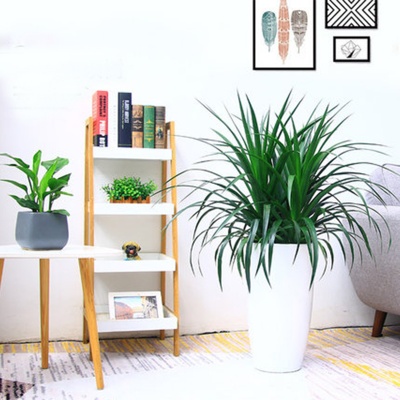 无锡单杆龙血树