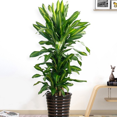 无锡金心也门铁