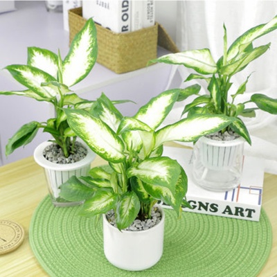 无锡粉黛万年青