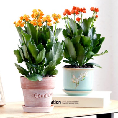 无锡花卉租摆，长寿花