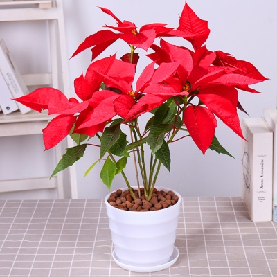 无锡办公室绿化，一品红