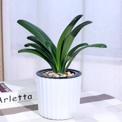 无锡租花，君子兰