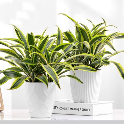 无锡花木租摆，巴西美人