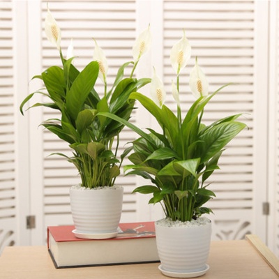 无锡绿植租赁，一帆风顺