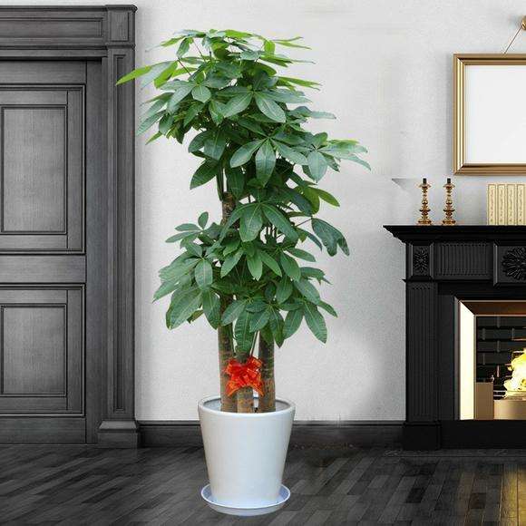 无锡步步高发财树