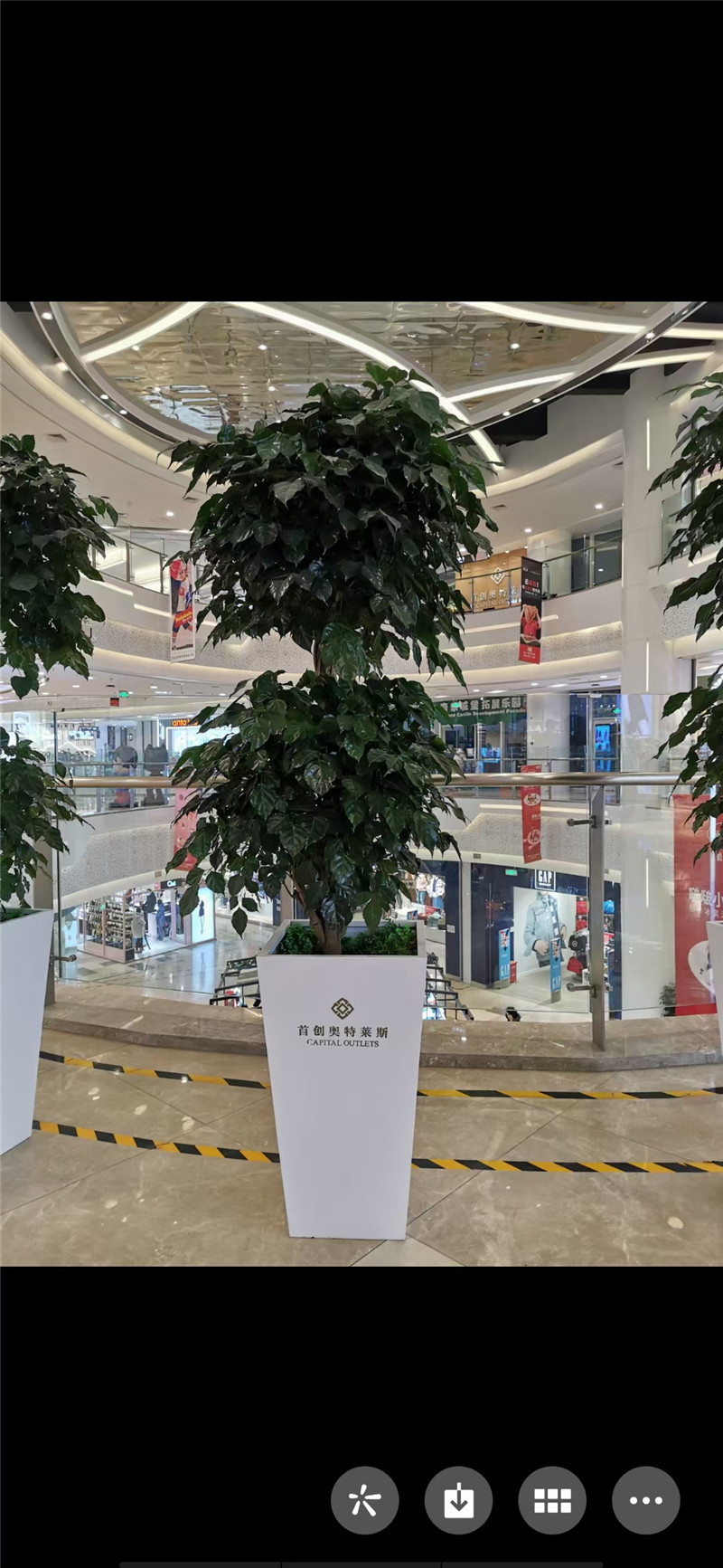 无锡双层绿宝树