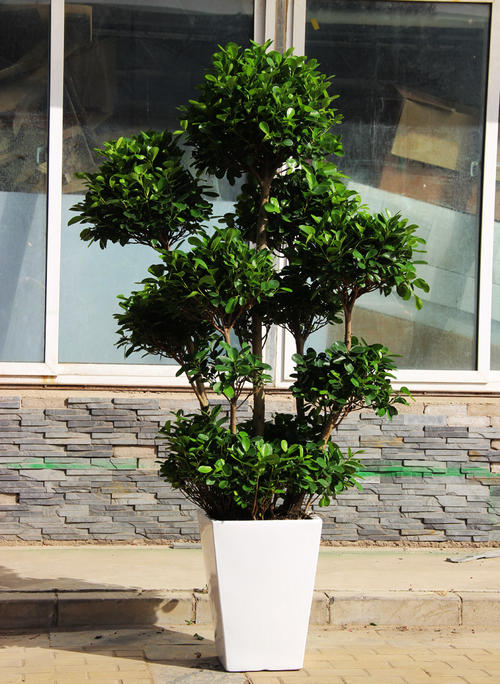 无锡多头金钱榕