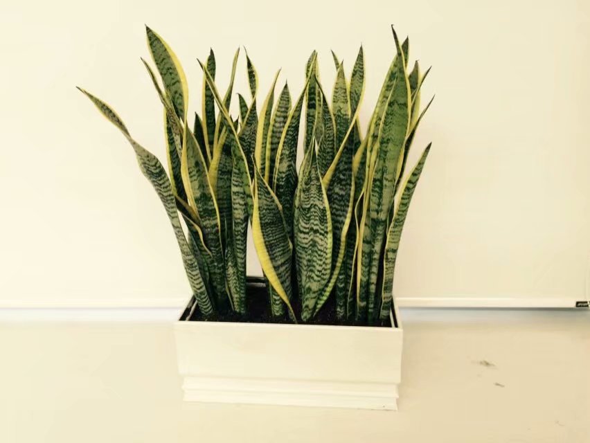 无锡虎皮兰组合