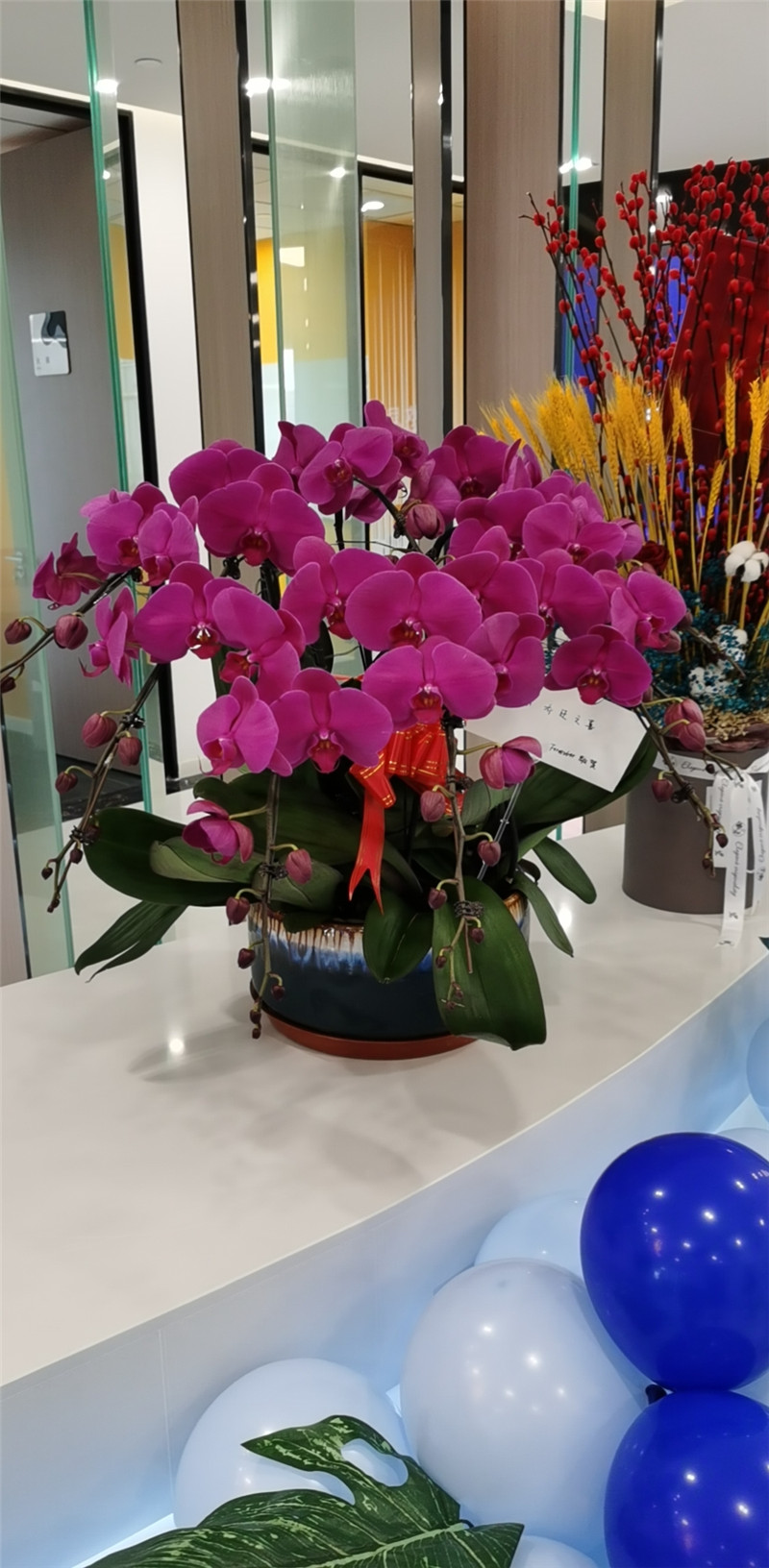 蝴蝶兰组合