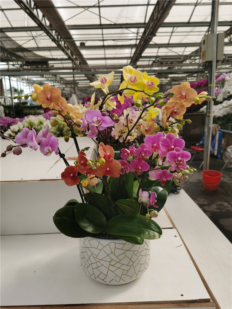 蝴蝶兰组合