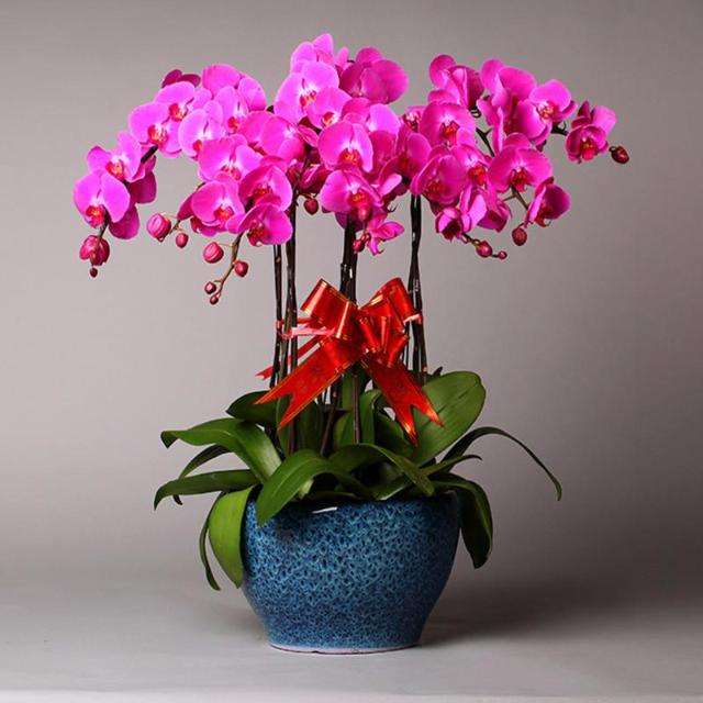 无锡蝴蝶兰组合