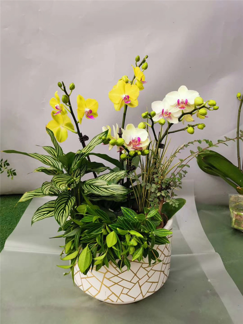 蝴蝶兰组合