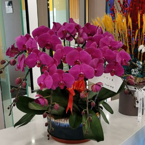 无锡蝴蝶兰组合