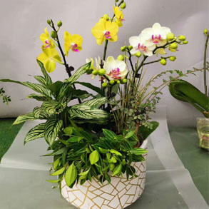 无锡蝴蝶兰组合