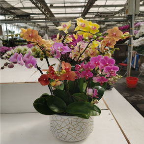 无锡蝴蝶兰组合