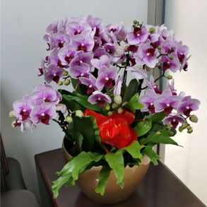无锡蝴蝶兰组合