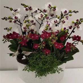 无锡蝴蝶兰组合