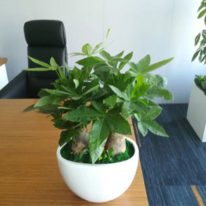 无锡发财树组合