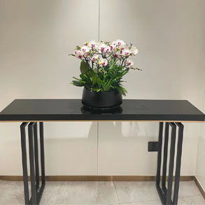 无锡蝴蝶兰组合