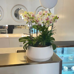 无锡蝴蝶兰组合