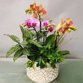 无锡蝴蝶兰组合