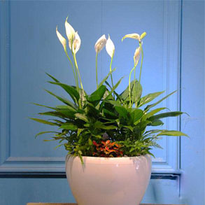 无锡小白掌组合