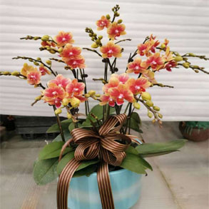 无锡蝴蝶兰组合