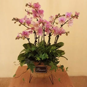 无锡蝴蝶兰组合