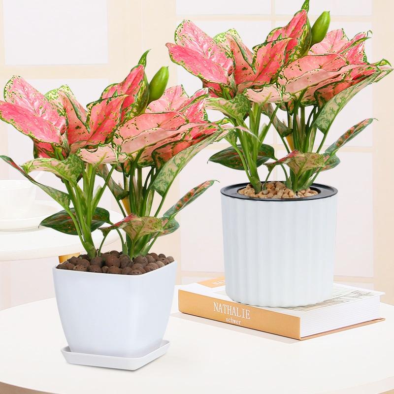 无锡租赁绿植，如意