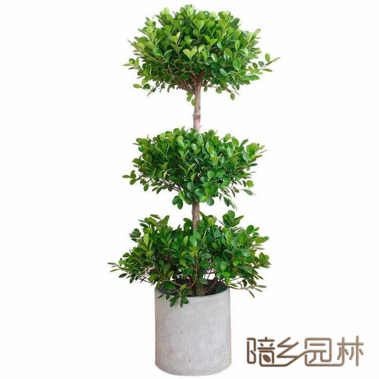 无锡摇钱树    绿植租赁 /花卉租摆 /植物出租 /租花/ 办公室租花 /公司租花