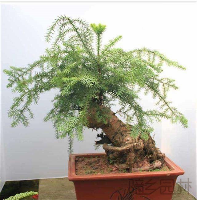 无锡欧洲杉盆景   绿植租赁 /花卉租摆 /植物出租 /租花/ 办公室租花 /公司租花