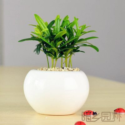 无锡罗汉松  绿植租赁 /花卉租摆 /植物出租 /租花/ 办公室租花 /公司租花