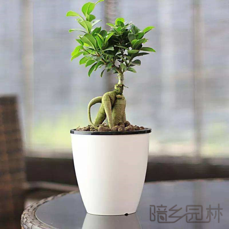 无锡金钱榕   绿植租赁 /花卉租摆 /植物出租 /租花/ 办公室租花 /公司租花