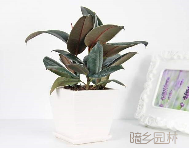 无锡橡皮树  绿植租赁 /花卉租摆 /植物出租 /租花/ 办公室租花 /公司租花