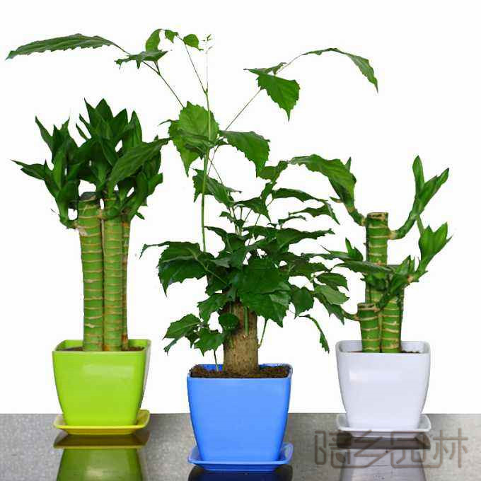 无锡富贵竹  绿植租赁 /花卉租摆 /植物出租 /租花/ 办公室租花 /公司租花