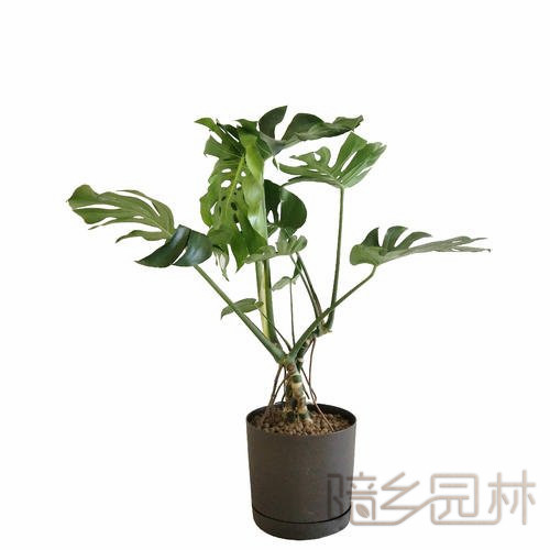 无锡龟背竹   绿植租赁 /花卉租摆 /植物出租 /租花/ 办公室租花 /公司租花