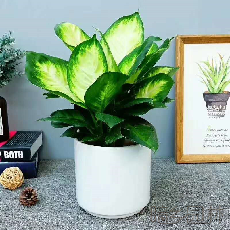 无锡玛丽安   绿植租赁 /花卉租摆 /植物出租 /租花/ 办公室租花 /公司租花