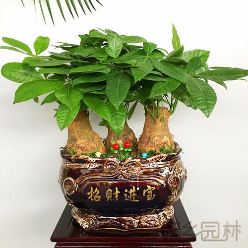 无锡发财树盆景  绿植租赁 /花卉租摆 /植物出租 /租花/ 办公室租花 /公司租花