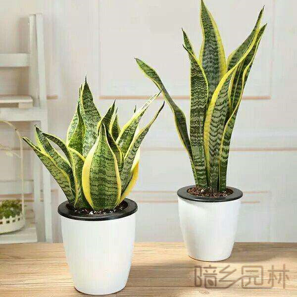 无锡虎皮兰   绿植租赁 /花卉租摆 /植物出租 /租花/ 办公室租花 /公司租花