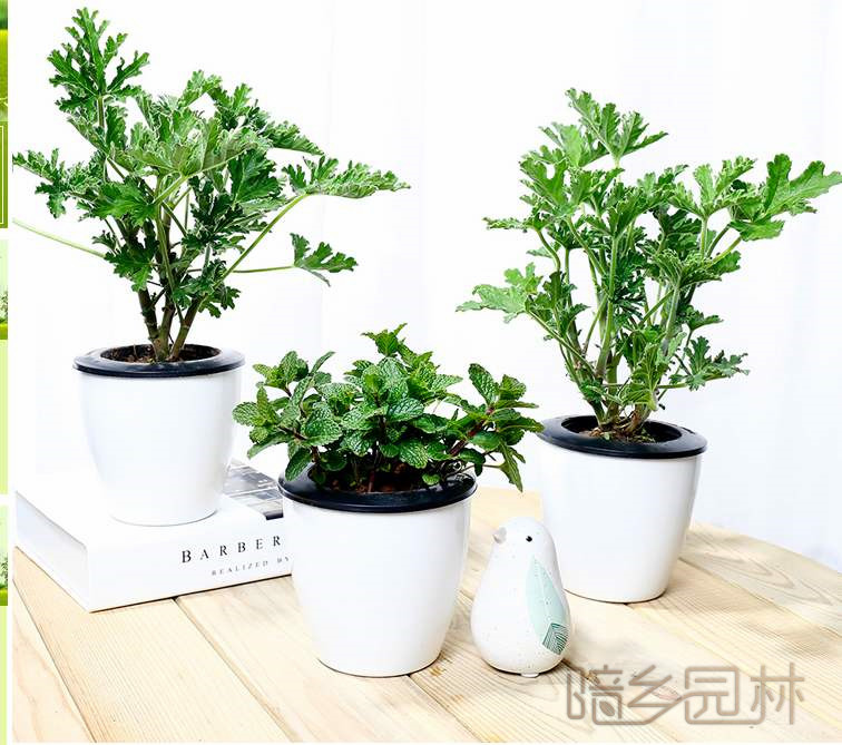 无锡驱蚊草   绿植租赁 /花卉租摆 /植物出租 /租花/ 办公室租花 /公司租花