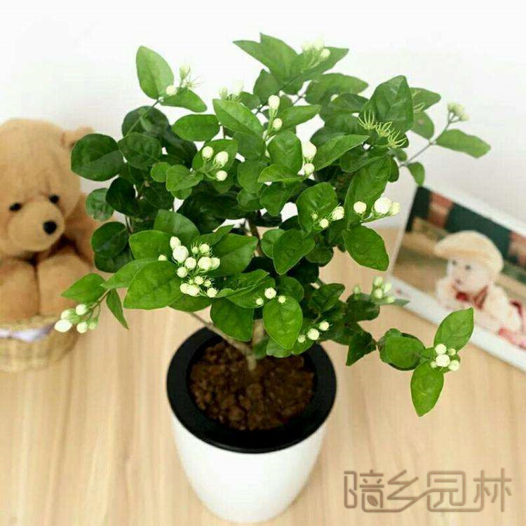 无锡茉莉花   绿植租赁 /花卉租摆 /植物出租 /租花/ 办公室租花 /公司租花