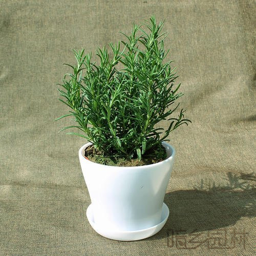 无锡迷迭香   绿植租赁 /花卉租摆 /植物出租 /租花/ 办公室租花 /公司租花