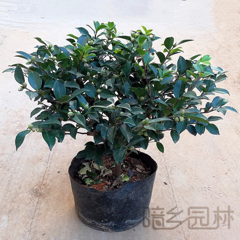 无锡茶梅   绿植租赁 /花卉租摆 /植物出租 /租花/ 办公室租花 /公司租花