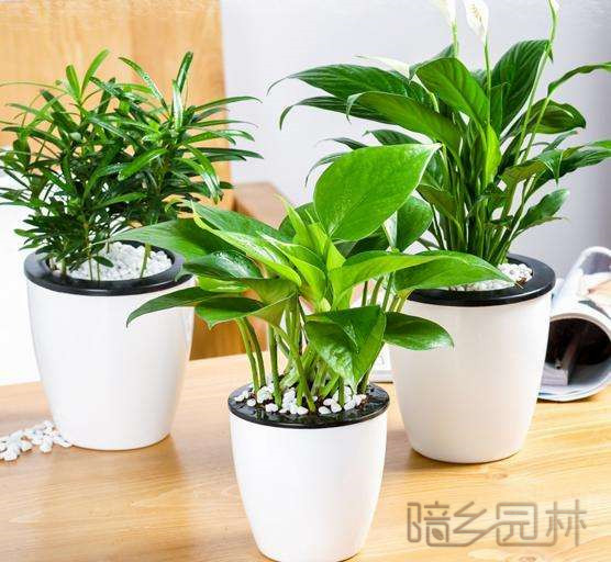 无锡绿钻   绿植租赁 /花卉租摆 /植物出租 /租花/ 办公室租花 /公司租花
