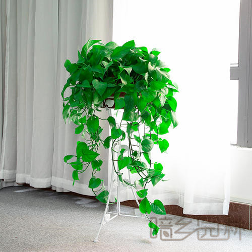 无锡吊绿萝   绿植租赁 /花卉租摆 /植物出租 /租花/ 办公室租花 /公司租花