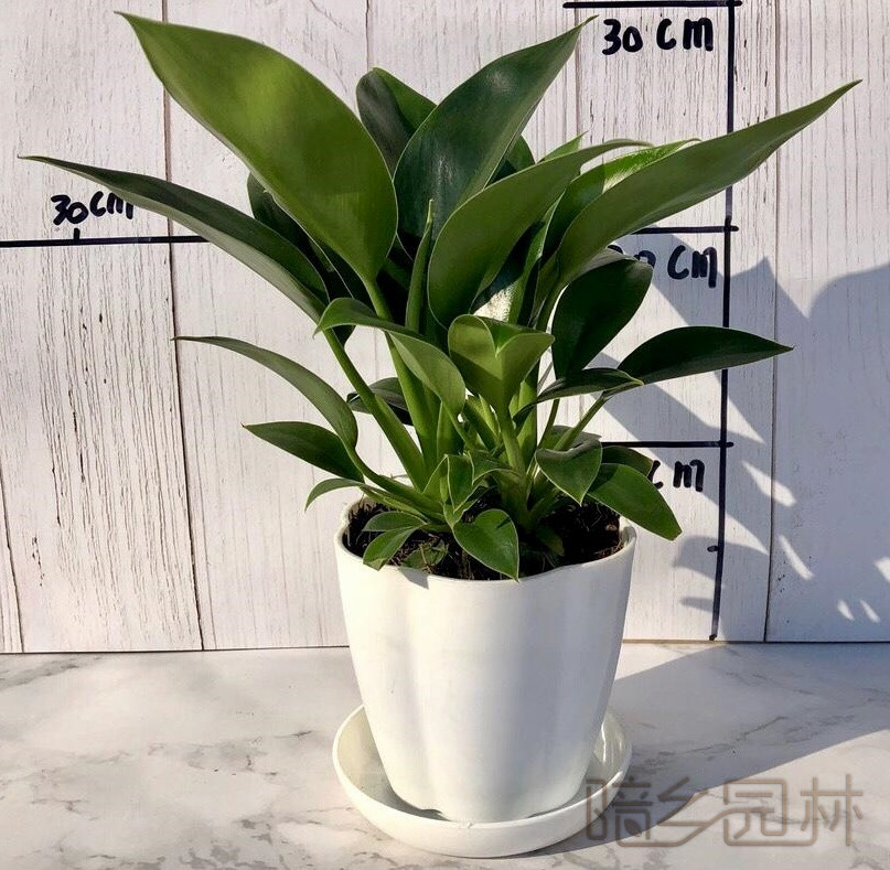 无锡金钻   绿植租赁 /花卉租摆 /植物出租 /租花/ 办公室租花 /公司租花