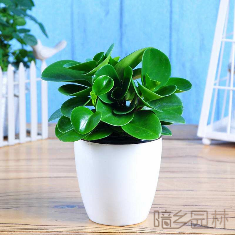 无锡碧玉  绿植租赁 /花卉租摆 /植物出租 /租花/ 办公室租花 /公司租花